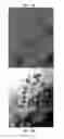 Fig. 31 - SOLID FORMS COMPRISING (1E, 4E)-2-AMINO-N,N-DIPROPYL-8-(4-(PYRROLIDINE-1-CARBONYL)PHENYL)-3H-BENZO[B]AZEPINE-4-CARBOXAMIDE, COMPOSITIONS THEREOF, AND USES THEREOF