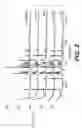 Fig. 03 - Crystalline form of (2S,3S,6S,7R,10R,E)-7,10-dihydroxy-3,7-dimethyl-12-oxo-2-((R,2E,4E)-6-(piridin-2-yl)hepta-2,4-dien-2-yl)oxacyclododec-4-en-6-yl-4-methylpiperazine-1-carboxylate and methods of use thereof