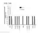 Fig. 22 - METHODS OF TREATING CANCER