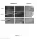 Fig. 27 - Ancestral virus sequences and uses thereof