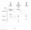 Fig. 07 - ALK4:ActRIIB heteromultimers and uses thereof