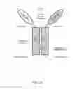 Fig. 10 - ALK4:ActRIIB heteromultimers and uses thereof