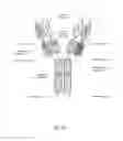 Fig. 13 - ALK4:ActRIIB heteromultimers and uses thereof