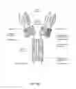 Fig. 14 - ALK4:ActRIIB heteromultimers and uses thereof