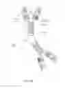 Fig. 17 - ALK4:ActRIIB heteromultimers and uses thereof