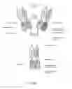 Fig. 19 - ALK4:ActRIIB heteromultimers and uses thereof