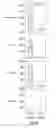 Fig. 13 - Anti-OX40 antibodies and methods of using the same
