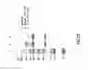 Fig. 31 - Anti-OX40 antibodies and methods of using the same
