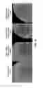 Fig. 04 - Alginate hydrogel compositions