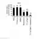 Fig. 86 - Methods and compositions for treating atherosclerosis