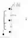 Fig. 02 - Probe for selectively characterizing enzymes involved in xenobiotic metabolism and method of making and using the same
