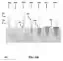 Fig. 09 - Mandrel and a method for soil compaction