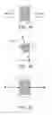 Fig. 05 - Surface for directional fluid transport
