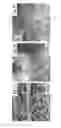 Fig. 08 - Electrochemical cell for detecting hydroquinone