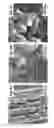 Fig. 09 - Electrochemical cell for detecting hydroquinone