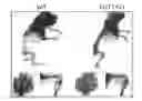 Fig. 01 - ANIMAL MODEL FOR STUDYING ZCCHC6 IN BONE DISEASE AND DEVELOPMENT