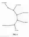 Fig. 06 - Beta lactamase as biomarker for the specific detection of tuberculosis-complex bacteria