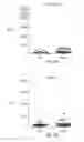 Fig. 40 - Tn-MUC4 binding polypeptides and uses thereof