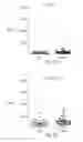 Fig. 41 - Tn-MUC4 binding polypeptides and uses thereof