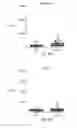 Fig. 46 - Tn-MUC4 binding polypeptides and uses thereof