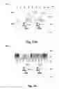 Fig. 17 - Absorption enhancement structure for image sensor