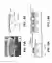Fig. 11 - Growth of cubic crystalline phase structure on silicon substrates and devices comprising the cubic crystalline phase structure