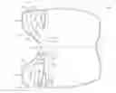 Fig. 01 - EQUINE BLANKET AND ADJUSTABLE BLANKET SYSTEM