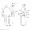 Fig. 11 - EQUINE BLANKET AND ADJUSTABLE BLANKET SYSTEM