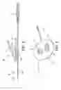 Fig. 07 - Pledget stimulation and recording electrode assemblies