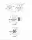 Fig. 16 - SYSTEMS AND METHODS FOR POSTERIOR DYNAMIC STABILIZATION OF THE SPINE