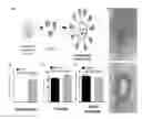 Fig. 01 - THIN-SHELL POLYMERIC NANOPARTICLES AND USES THEREOF