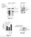 Fig. 07 - Compositions and Methods for Treating Alzheimer's Disease and Other Tauopathies