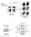 Fig. 08 - Compositions and Methods for Treating Alzheimer's Disease and Other Tauopathies