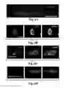Fig. 13 - Compositions and Methods for Treating Alzheimer's Disease and Other Tauopathies