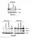 Fig. 16 - Compositions and Methods for Treating Alzheimer's Disease and Other Tauopathies