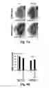 Fig. 17 - Compositions and Methods for Treating Alzheimer's Disease and Other Tauopathies