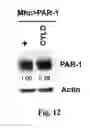 Fig. 20 - Compositions and Methods for Treating Alzheimer's Disease and Other Tauopathies