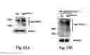 Fig. 21 - Compositions and Methods for Treating Alzheimer's Disease and Other Tauopathies