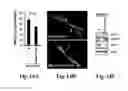 Fig. 22 - Compositions and Methods for Treating Alzheimer's Disease and Other Tauopathies
