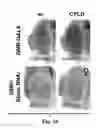 Fig. 24 - Compositions and Methods for Treating Alzheimer's Disease and Other Tauopathies