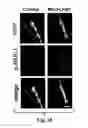 Fig. 26 - Compositions and Methods for Treating Alzheimer's Disease and Other Tauopathies