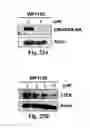 Fig. 33 - Compositions and Methods for Treating Alzheimer's Disease and Other Tauopathies