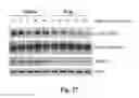 Fig. 36 - Compositions and Methods for Treating Alzheimer's Disease and Other Tauopathies