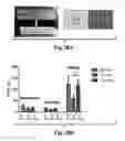 Fig. 37 - Compositions and Methods for Treating Alzheimer's Disease and Other Tauopathies