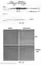 Fig. 06 - Use of PLA2G5-deficient suppressive macrophages in suppression of inflammation