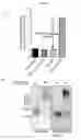 Fig. 02 - Conformationally Specific Viral Immunogens