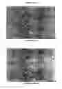 Fig. 09 - Methods for selecting antibodies that specifically bind glycosylated immune checkpoint proteins