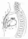 Fig. 01 - Devices and techniques for anchoring an implantable medical device