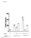 Fig. 08 - Interferon alpha and omega antibody antagonists