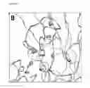 Fig. 26 - Interferon alpha and omega antibody antagonists